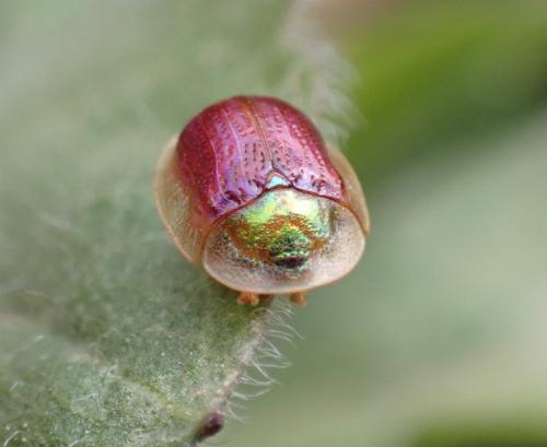 Réf. 299 685 : Cassida azurea